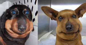 chien piqué par une guêpe