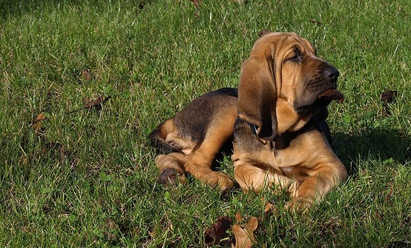 Saint-Hubert couché