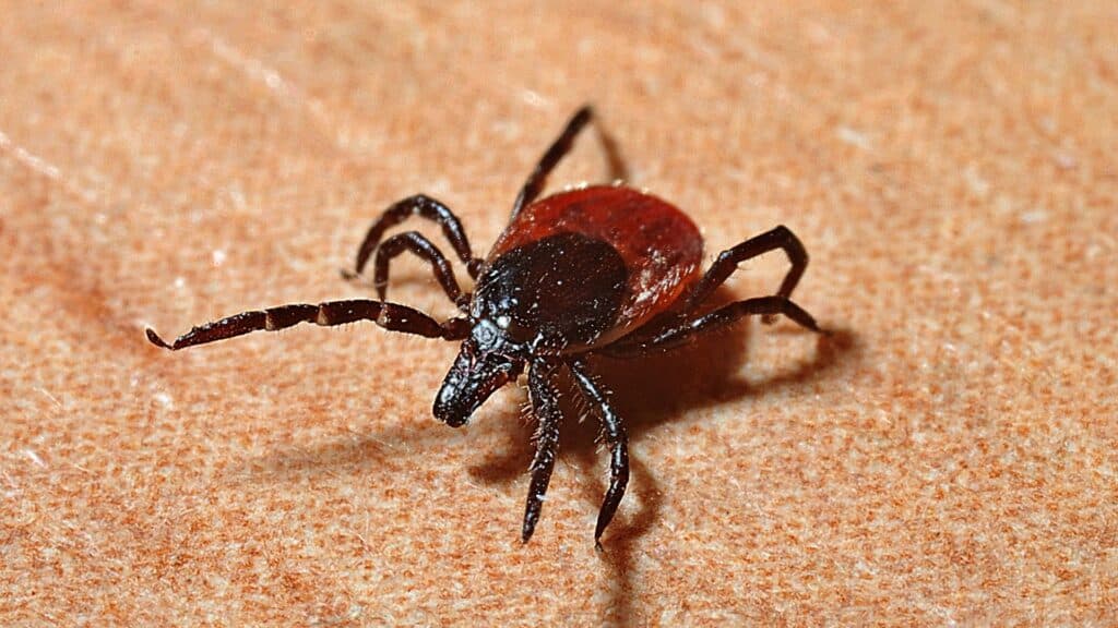 Tique sur mon chien : Ce qu&rsquo;il faut savoir