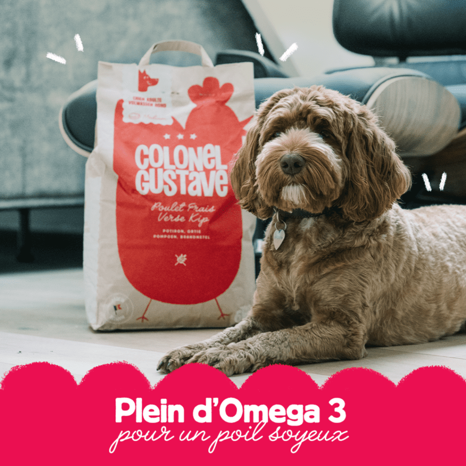 Des algues naturelles bourrées d&rsquo;Oméga 3 pour les chiens et chats !
