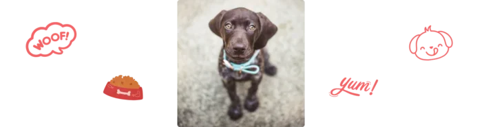 Aliment braque allemand