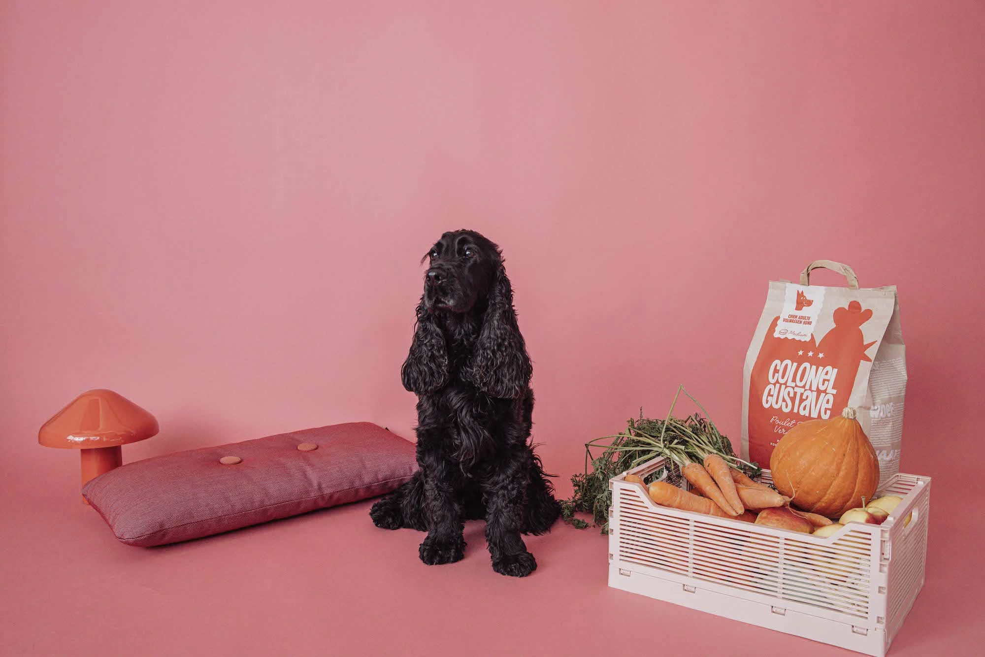 Colonel Gustave - <mark>Local</mark> and super <br />
<mark>high-quality kibble</mark> <br />
for dogs and cats!