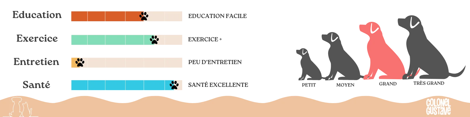 Caractéristiques Rottweiler