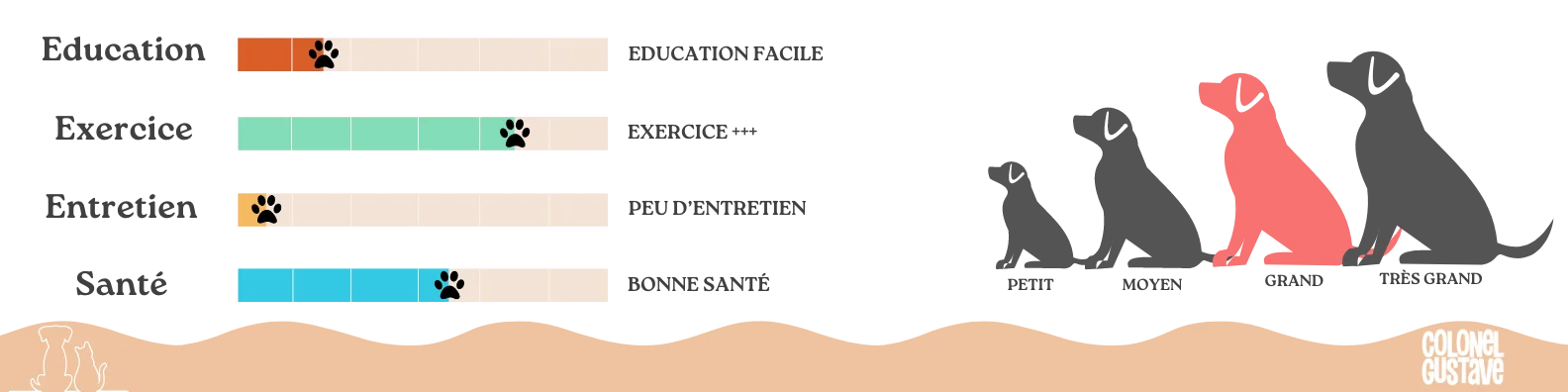 Caractéristiques braque allemand