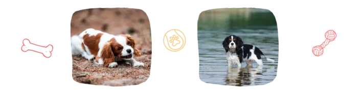 Chiens heureux dans la nature