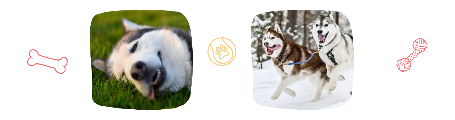 Vie idéale husky
