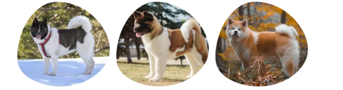 Couleurs Akita Américain