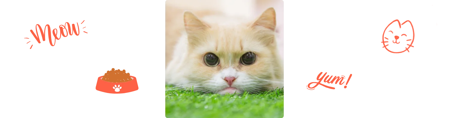 Aliment chat court sur pattes Colonel Gustave