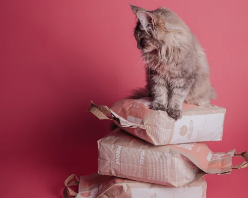 Le Guide Ultime pour Choisir les Meilleures Croquettes pour Votre Chat en 2024