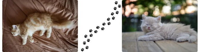 Chat mignon court sur pattes Colonel Gustave