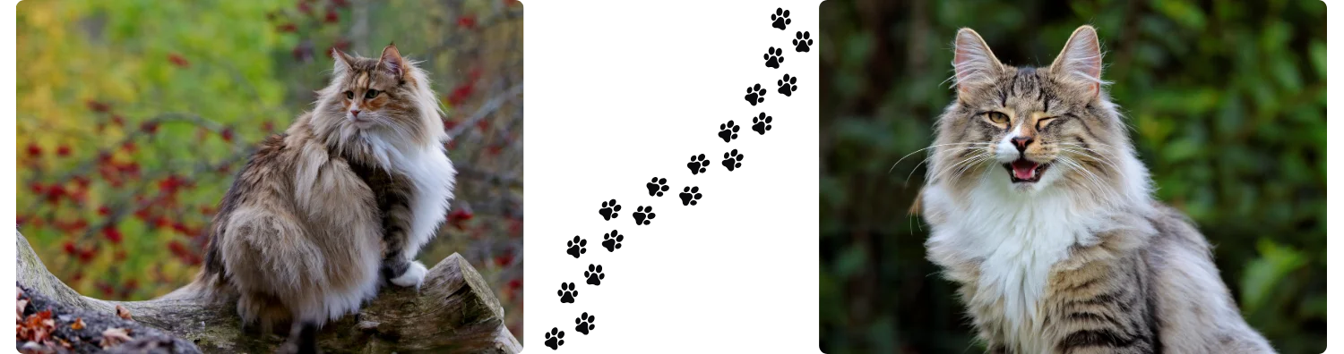 Chat des forêts norvégiennes