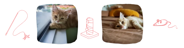 Vie idéale Munchkin Colonel Gustave