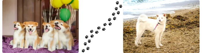 Chien queue courbée Colonel Gustave