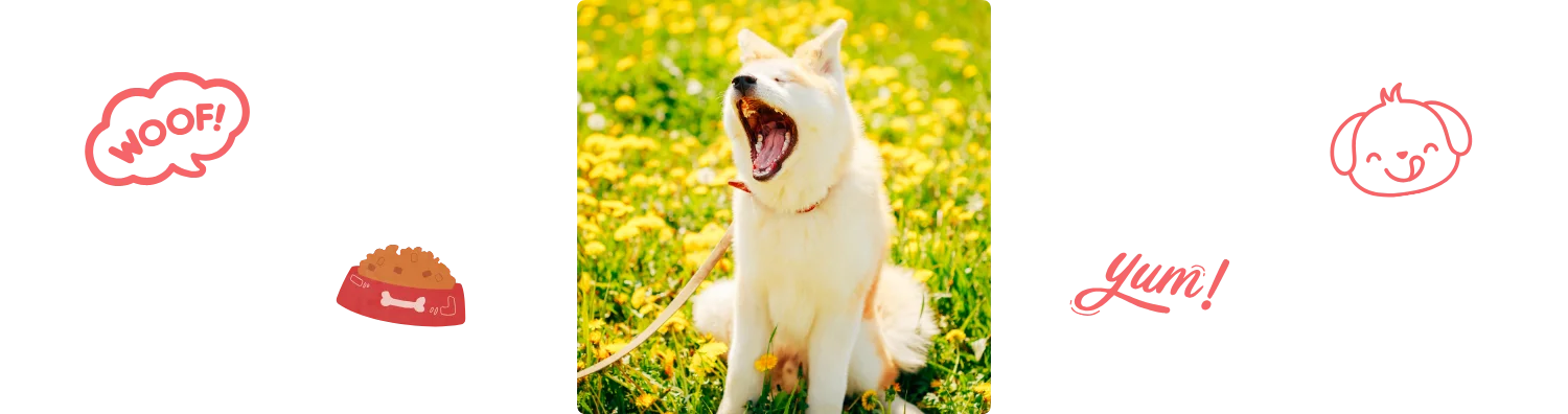 Chien qui baille Colonel Gustave