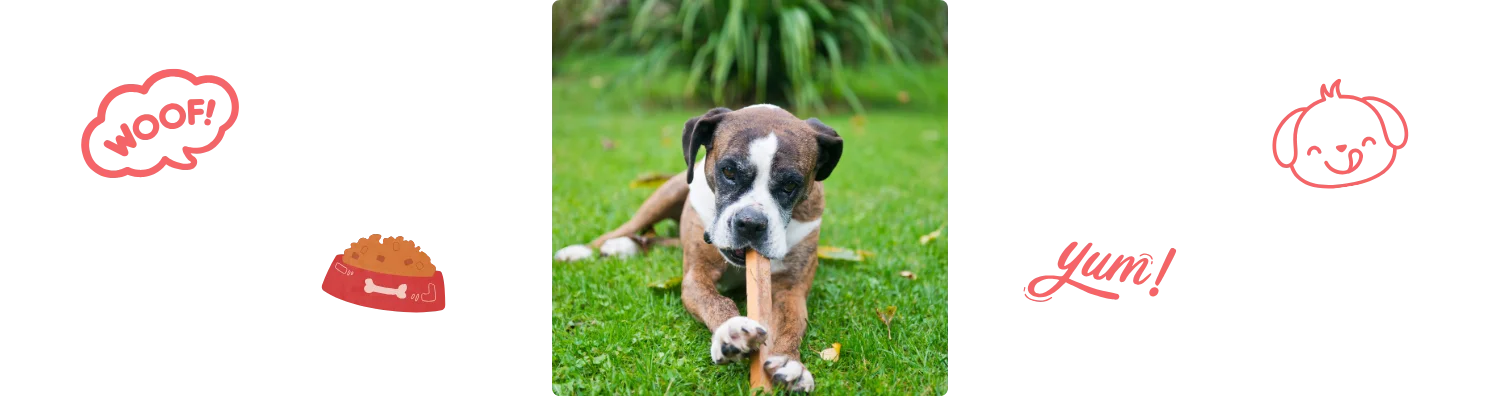 Chien qui mange un bâton Colonel Gustave