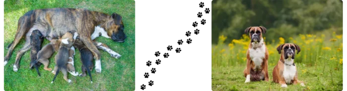 Chiens qui posent Colonel Gustave