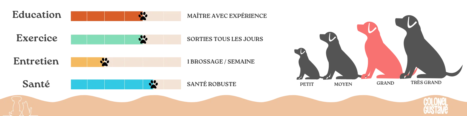 Caractéristiques Akita Inu