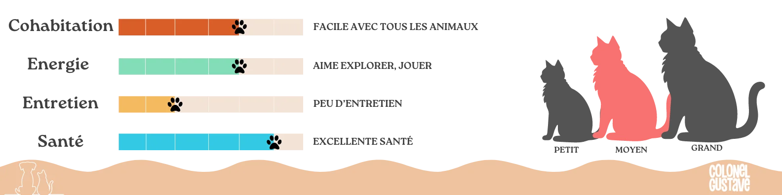 Caractéristiques Chartreux Colonel Gustave