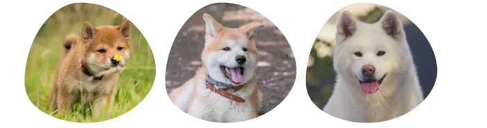Couleurs Akita Inu