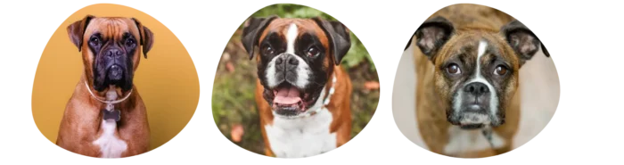 Couleurs Boxer Colonel Gustave