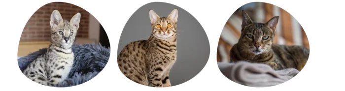 Couleurs Savannah Colonel Gustave