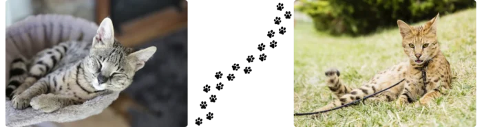 Chat sauvage Colonel Gustave