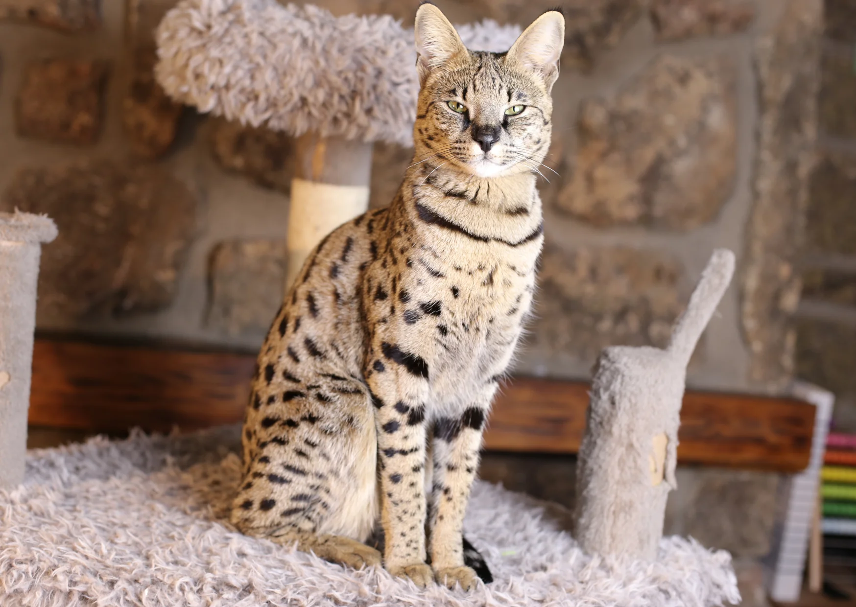 Savannah qui pose Colonel Gustave