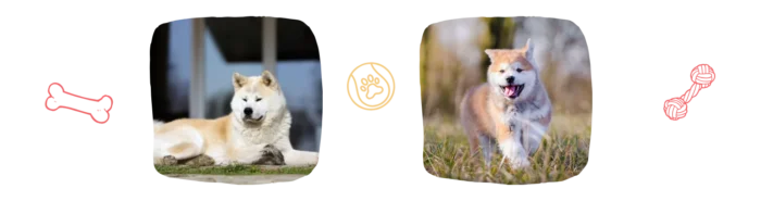 Vie idéale Akita Inu Colonel Gustave