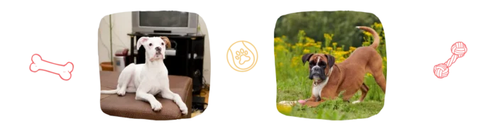 Vie idéale Boxer Colonel Gustave