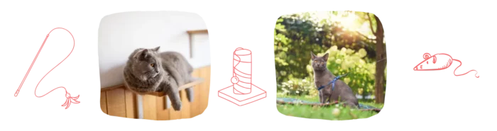 Vie idéale Chartreux