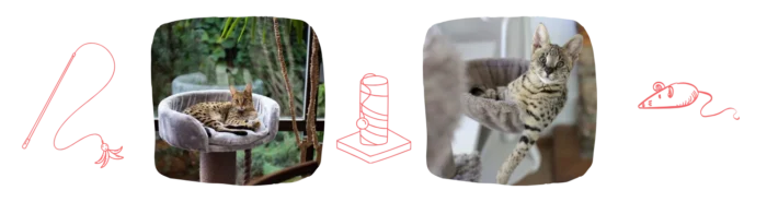 Vie idéale Savannah Colonel Gustave