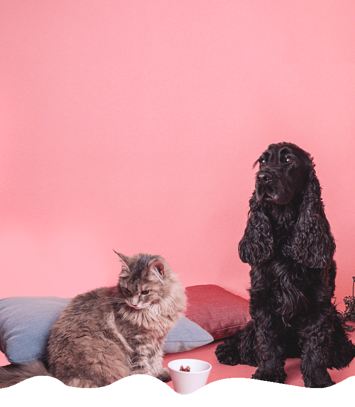 Colonel Gustave - Les croquettes <mark>locales</mark><br />
et super <mark>qualitatives</mark><br />
pour chien et chat !